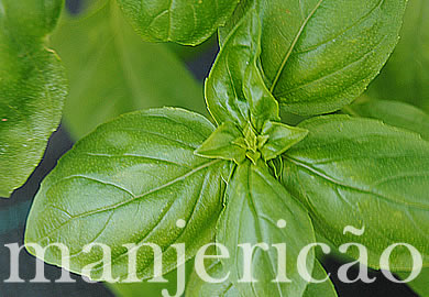 manjericao (1)
